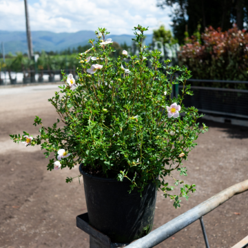 Potentille arbustive 'Pink Queen' - cont. 3l (Potentilla fruticosa)