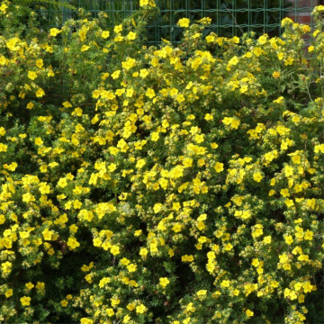 Potentille arbustive 'Goldfinger' - cont. 3l (Potentilla fruticosa)