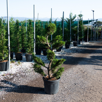 Cupressocyparis leylandii 'Bonsai' - cont. 35l - 140/160cm