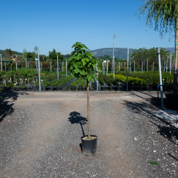 Catalpa bignonioides (Catalpa boule) ´Nana Bungei´ Demi-tige - 30lts