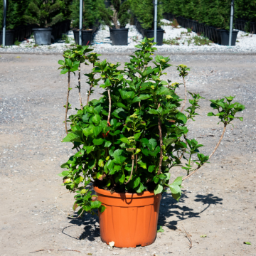 Hydrangea macrophylla RED (Hortensia) - cont. 35 litres