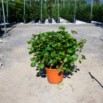 Hydrangea macrophylla PINK (Hortensia) - cont. 35 litres