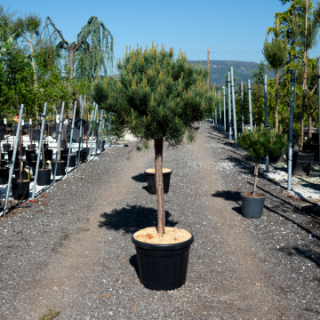 Pinus sylvestris (Pin sylvestre) ´Watererii´ demi-tige - cont. 45 litres