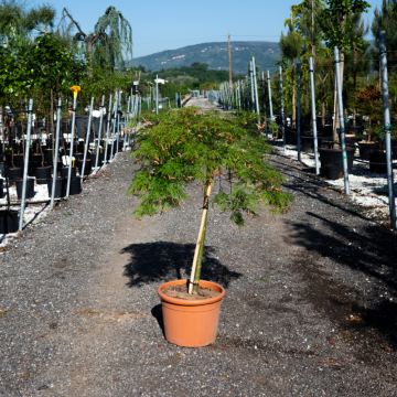 Acer palmatum (Erable du Japon) ´Dissectum Viridis´ demi-tige - diamtère 80/100 cm - cont. 30 à 35 l