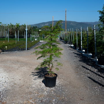 Erable du Japon 'Viridis' - cont. 30l - 125/150 cm (Acer palmatum)