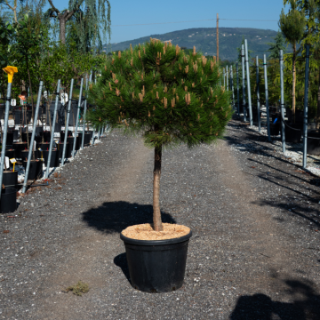 Pinus nigra Brepo - Demi-tige - Cont. 35/45lt