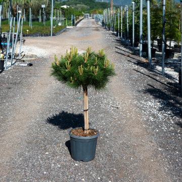 Pinus nigra Brepo - Demi-tige - Cont. 70lt