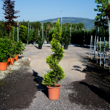 Cupressocyparis leylandii (Cyprès de Leyland) ´Castelwellan gold´ Spirale 120/140 cm - cont. 30 litr
