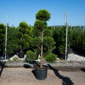 Cupressocyparis leylandii 'Castlewellan Gold' - POMPOM - 175/200 cm - cont. 35 litres