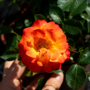 Rosier Zamba