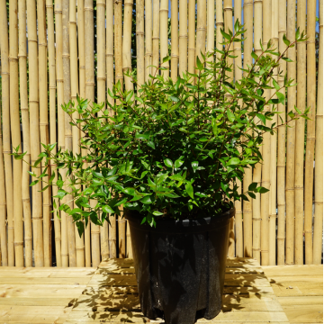 Abélia à grandes fleurs - cont. 9.5l (Abelia grandiflora)