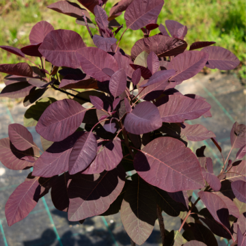 Cotinus coggygria ´Grace´ (Arbre à perruque)