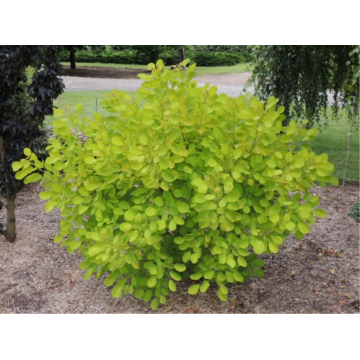 Arbre à perruques 'Golden Lady' - cont. 9.5l (Cotinus coggygria)