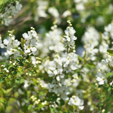 Exochorda 'Magical Springtime' - cont. 3l (Exochorda racemosa)