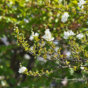 Exochorda macrantha 'Lotus Moon'