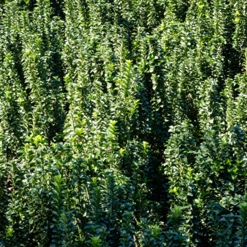 Euonymus japonicus (Fusain du Japon) 'Benkomasaki' - cont 45 litres_x000D_