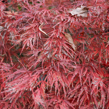 Acer palmatum (Erable du Japon) ´Dissectum Garnet´ demi-tige - cont. 18 litres