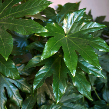 Fatsia japonica - cont. 7,5 litres