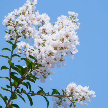 Lilas des Indes 'Nivea' - cont. 9.5l (Lagerstroemia indica)