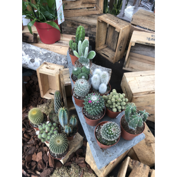Cactus variés