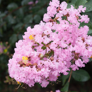 Lilas des Indes 'Rosea Nova' - cont. 9.5l (Lagerstroemia indica)