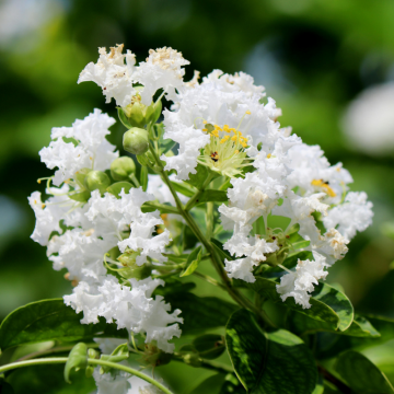 Lilas des Indes 'Natchez' - cont. 18l (Lagerstroemia indica)