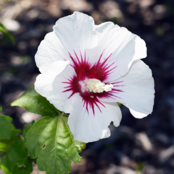 Hibiscus syriacus 'Red Heart' (Althéa, Mauve en arbre) demi-tige - cont. 9.5 litres