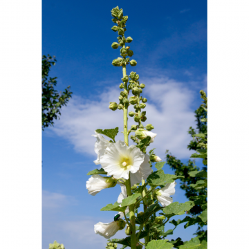 Hibiscus syriacus 'Totus Albus' (Althéa, Mauve en arbre) demi-tige - cont. 9.5 litres