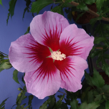 Hibiscus syriacus 'Woodbridge' (Althéa, Mauve en arbre) demi-tige - cont. 9.5 litres