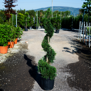 Cupressocyparis leylandii (Cyprès de Leyland) Spirale 175/200 cm - cont. 35 à 55 litres