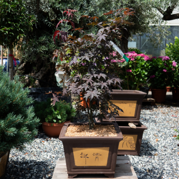 Erable du Japon 'Bloodgood' - cont. Chinese Pot - (Acer palmatum)