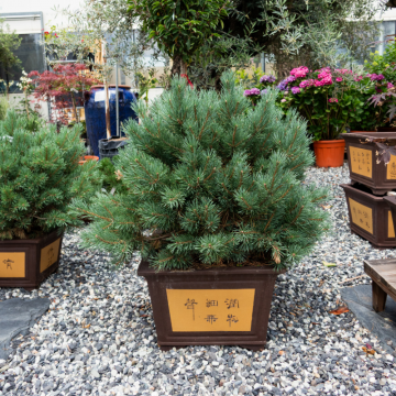 Pin sylvestre 'Watereri' - cont. Chinese Pot - (Pinus sylvestris)
