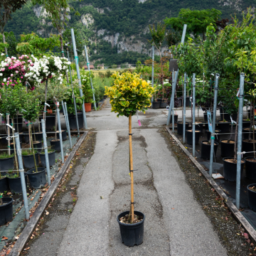 Euonymus japonicus (Fusain du Japon) ´Aurea´ - demi-tige - cont. 18 litres