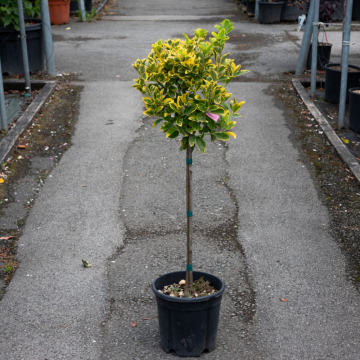 Euonymus japonicus (Fusain du Japon) ´Aurea´ - basse-tige
