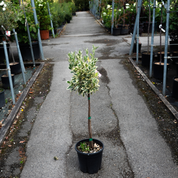 Euonymus japonicus (Fusain du Japon) ´Bravo´ - basse-tige - cont. 9,5 litres