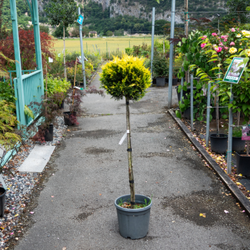 Cupressocyparis leylandii (Cyprès de Leyland) ´Gold Rider´ - demi-tige