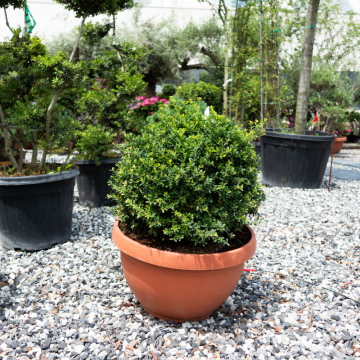 Ilex crenata ´Kinme´ boule 40/50 - En coupe