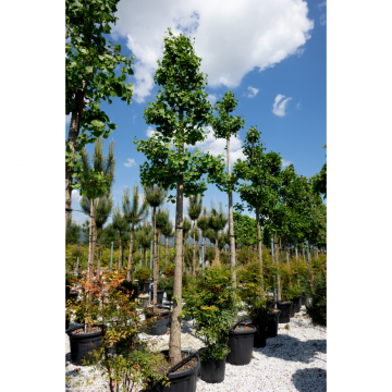 Ginkgo biloba (Arbre aux quarante écus) ´Marieken´ tronc 10/12 cm - cont. 110 litres