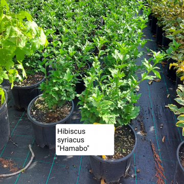 Althéa/Mauve en arbre 'Hamabo' - cont. 7.5/9.5l (Hibiscus syriacus)
