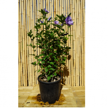 Althéa/mauve en arbre 'Marina' - (Hibiscus syriacus)