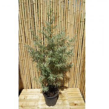 Argousier - cont. 9.5l (Hippophae rhamnoides)