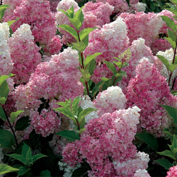 Hortensia paniculé 'Vanille Fraise®' - cont. 9.5l (Hydrangea paniculata)