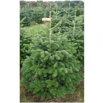 Sapin de Noël naturel,...