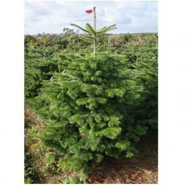 Sapin de Noël naturel,...