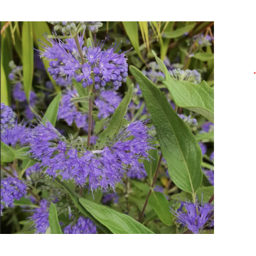 Caryopteris clandonensis ´Grand bleu´ 30/40 cm - cont. 3 litres