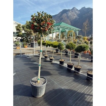 Ilex mutchagara ´Nellie R. Stevens´ (Houx) DEMI-TIGE 60/70 cm - Cont. 18 litres