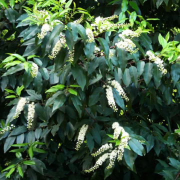Prunus lusitanica (Laurier du Portugal) Mutlitronc 200/250 - cont. 180 litres