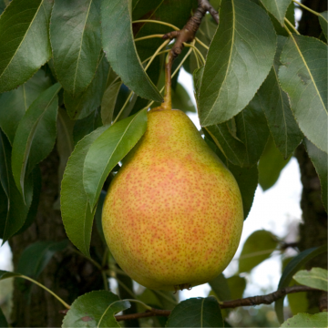 Poirier 'Louise Bonne d'Avranches' - cont. 9.5l - basse-tige (Pyrus communis)