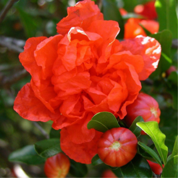 Punica granatum (Grenadier) ´Maxima rubra´ - cont. 9,5 litres
