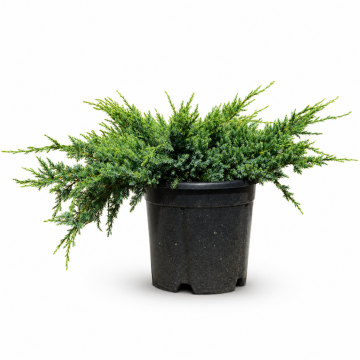 Genévrier écailleux 'Holger' - cont. 9.5l (Juniperus squamata)